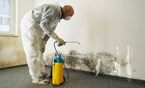 Best Basement Mold Removal  in Fredonia, AZ